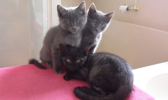 Kitten Adoption Program